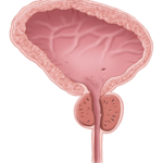 normal-prostate