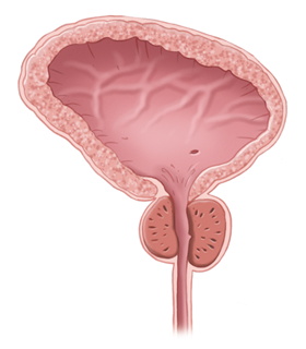 normal-prostate