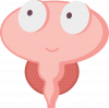 Normal prostate